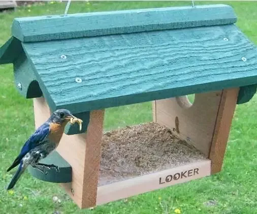 Hanging Bluebird Feeder