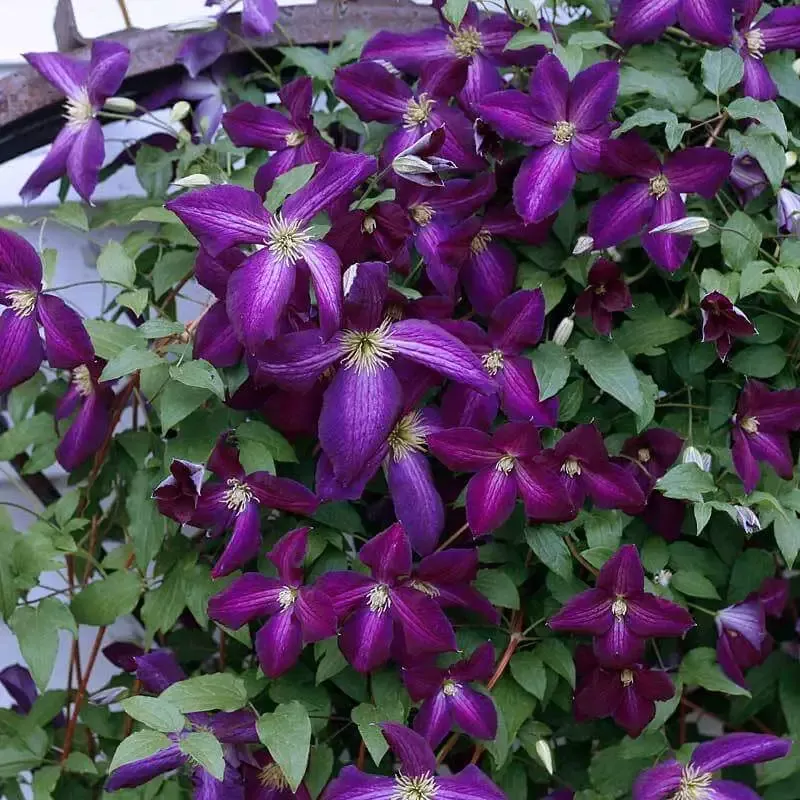 Happy Jack™ Purple Clematis