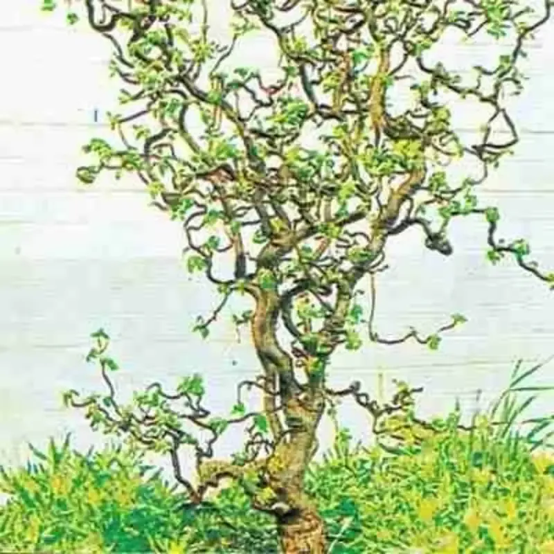 Harry Lauders Walking Stick