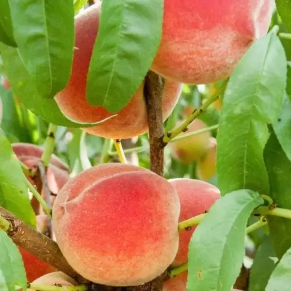 Harvester Peach Tree