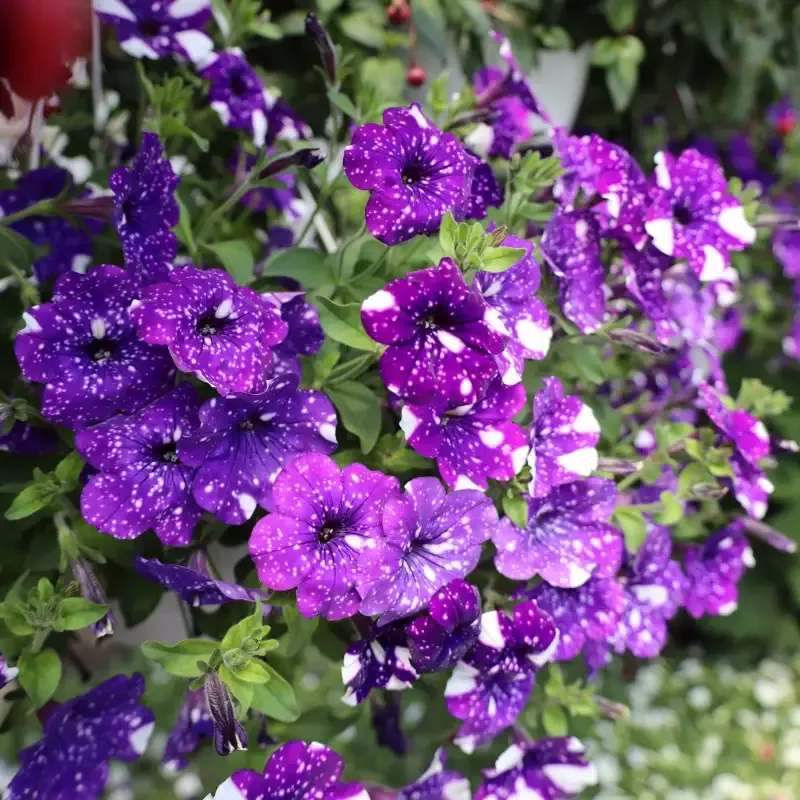 Headliner™ Night Sky™ Petunia