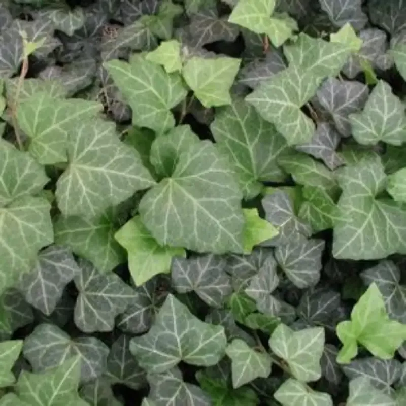 Hedera Helix ‘Baltica’