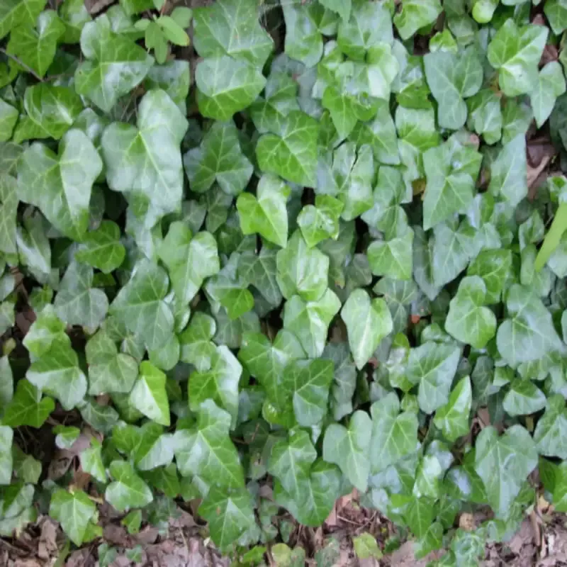 Hedera Helix English Ivy