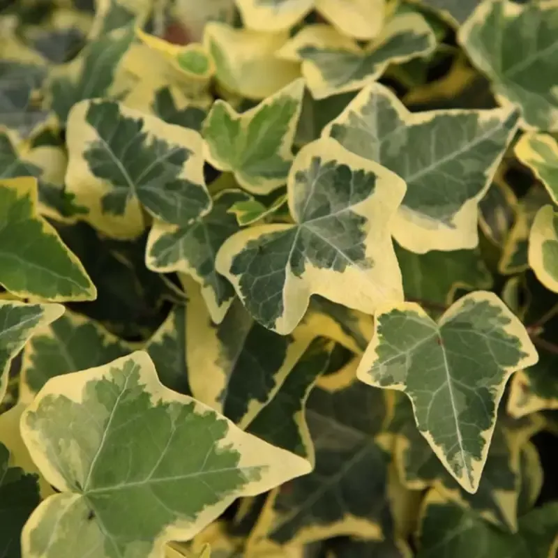 Hedera Helix Gold Child 10 count flat of 4″ pots