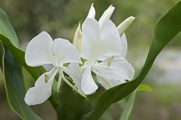 Hedychium coronarium “White Butterfly Ginger”