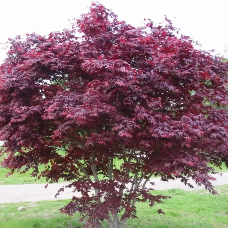 Hefner’S Red Japanese Maple