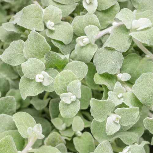 Helichrysum, Licorice