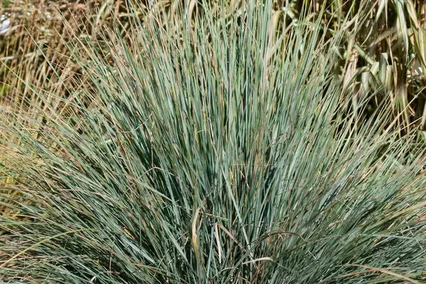 Helictotrichon sempervirens – Sapphire Blue Oat Grass
