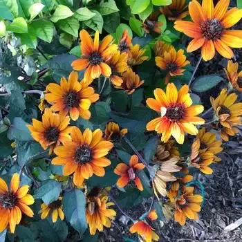 Heliopsis ‘Bleeding Hearts’ False Sunflower