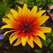 Heliopsis ‘Burning Hearts’ False Sunflower