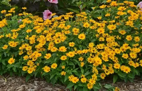 Heliopsis ‘Tuscan Sun’ False Sunflower