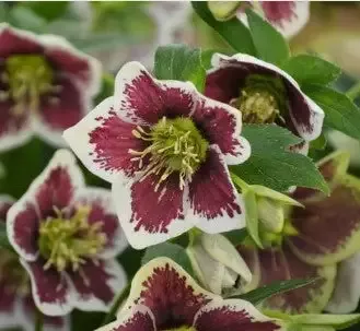 Helleborus ‘Romatic Get-Away’ Lentin Rose