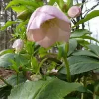 Helleborus ‘Winterbells’ Lentin Rose