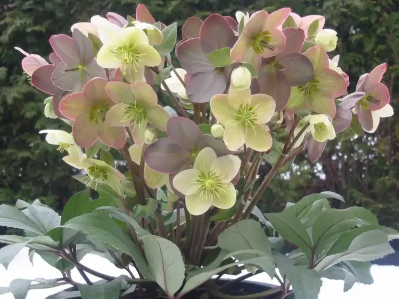 Helleborus X Ballardiae ‘Candy Love’