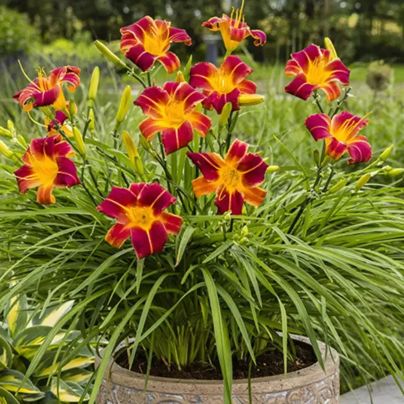 Hemerocallis ‘Autumn Red’ Daylily – [CG]