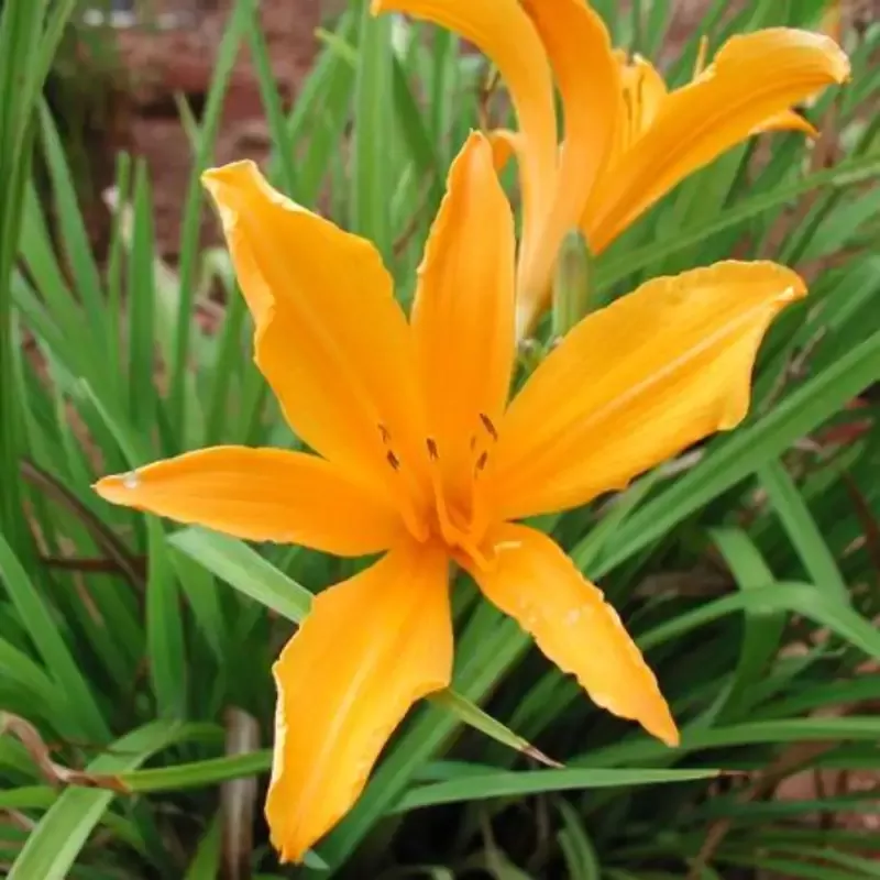 Hemerocallis ‘Aztec Gold’ Aztec Gold Daylily
