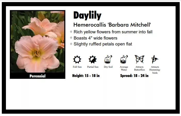 Hemerocallis “Barbara Mitchell – Pink” Daylily