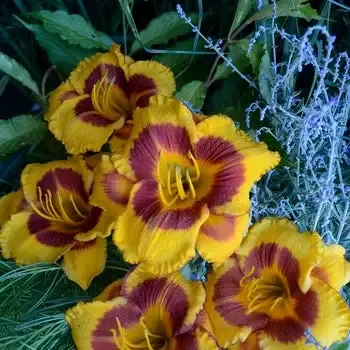 Hemerocallis “Fooled Me” Orange Daylily