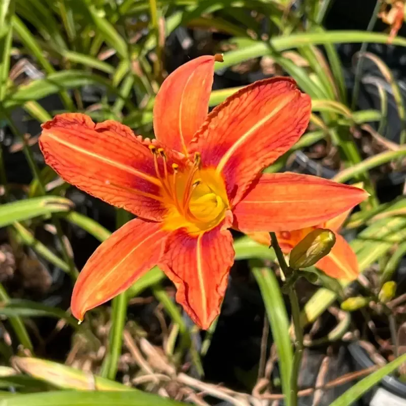 Hemerocallis Fulva Orange Daylily Multipack