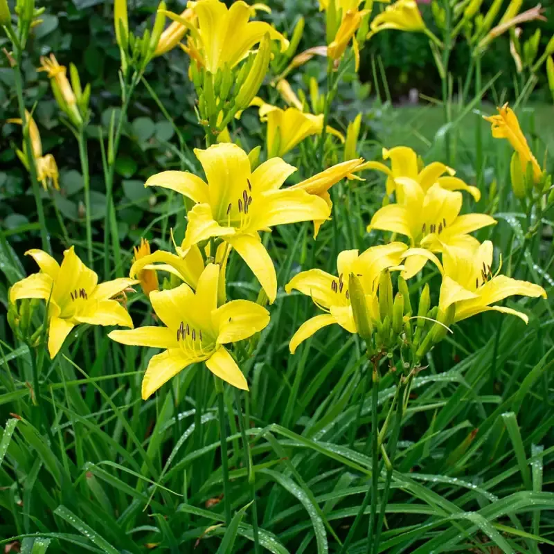 Hemerocallis ‘Hyperion’ Daylily – [CG]