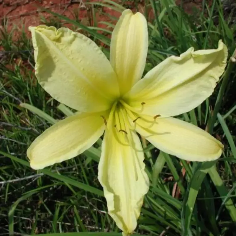 Hemerocallis ‘Hyperion’ Daylily Multipack
