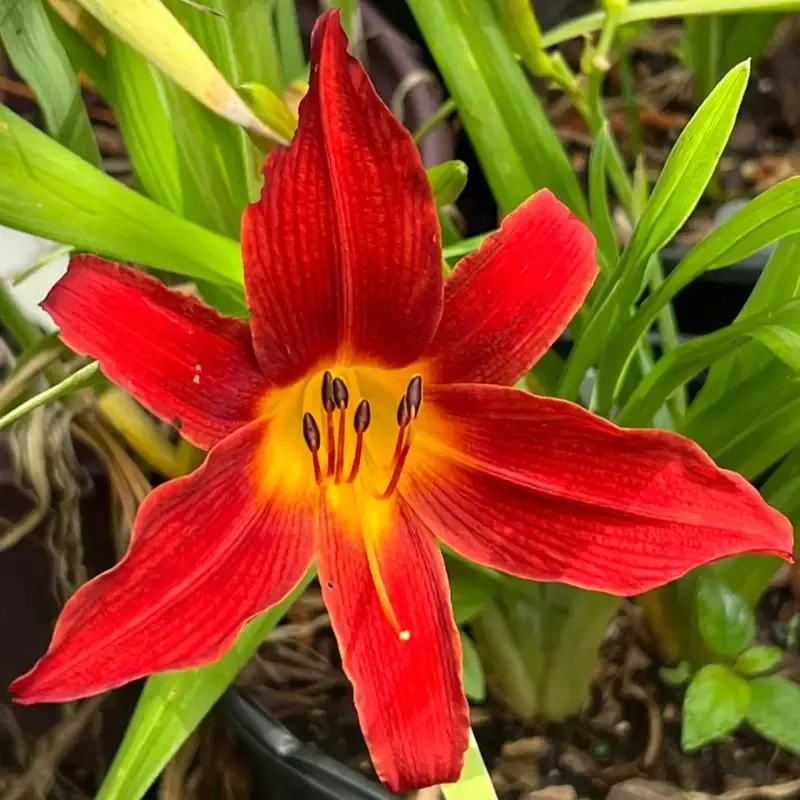 Hemerocallis ‘Ming Toy’