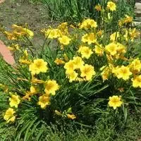Hemerocallis – Mini Stella De Oro – Daylily