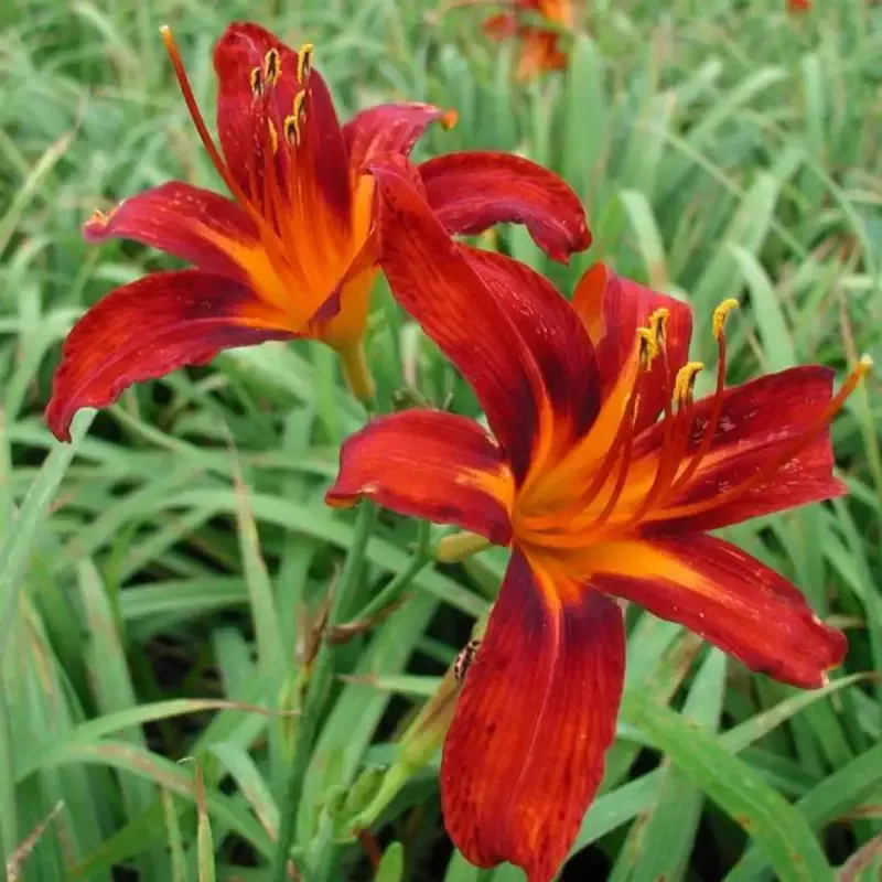 Hemerocallis ‘Nashville Star’ Daylily – [CG]