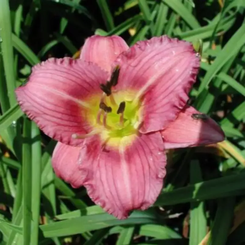 Hemerocallis ‘Purple De Oro’ Daylily – [CG]