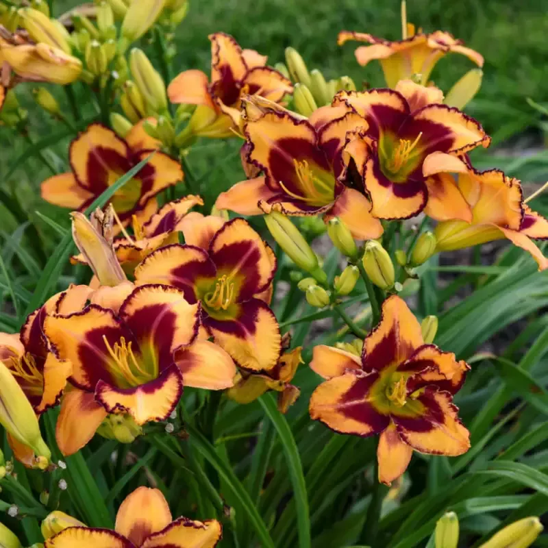 Hemerocallis Rainbow Rhythm ‘Blazing Glory’