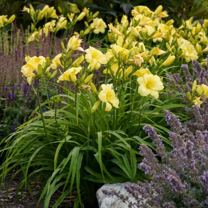Hemerocallis Rainbow Rhythm ‘Going Bananas’ PP17164 Daylily