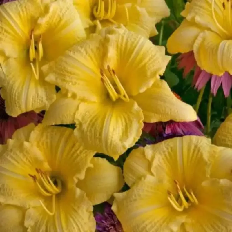 Hemerocallis Rainbow Rhythm ‘Going Bananas’