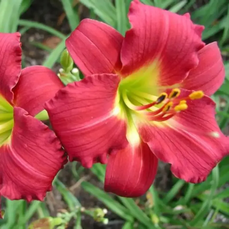 Hemerocallis Ruby Stella Daylily – [CG]