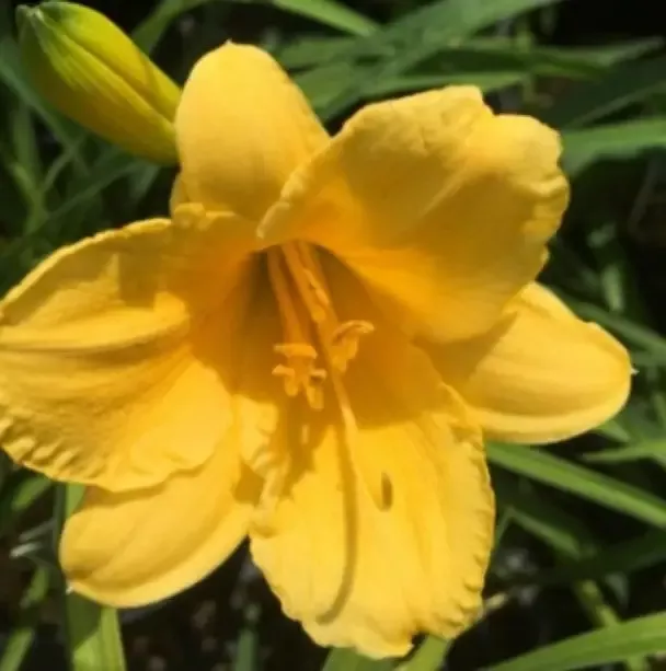Hemerocallis ‘Stella de Oro’ Daylily