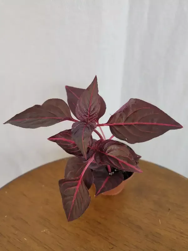 Herbst’s Bloodleaf (Iresine Brilliantissima)
