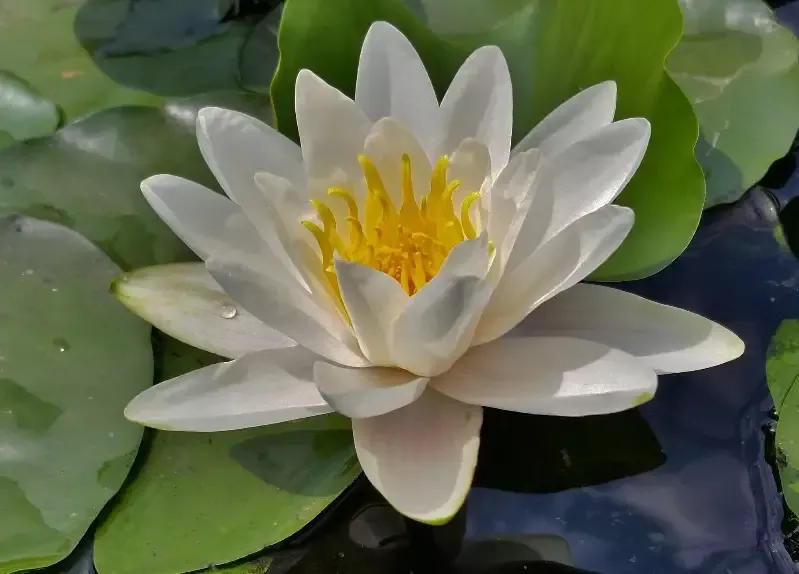 Hermine – White Hardy Lily