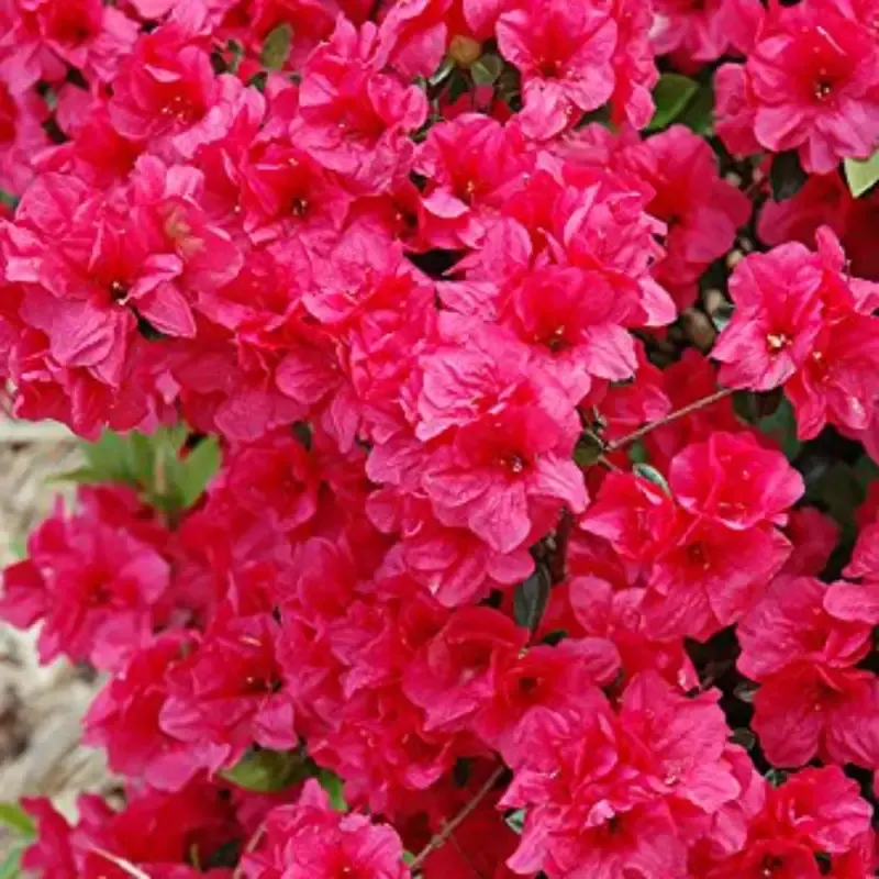 Hershey’s Red Azalea