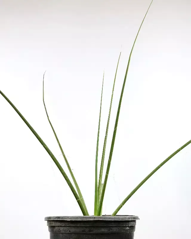 Hesperaloe funifera – Giant Hesperaloe