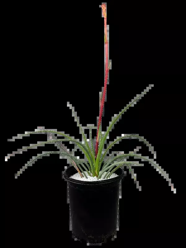 Hesperaloe parviflora Breaklights™