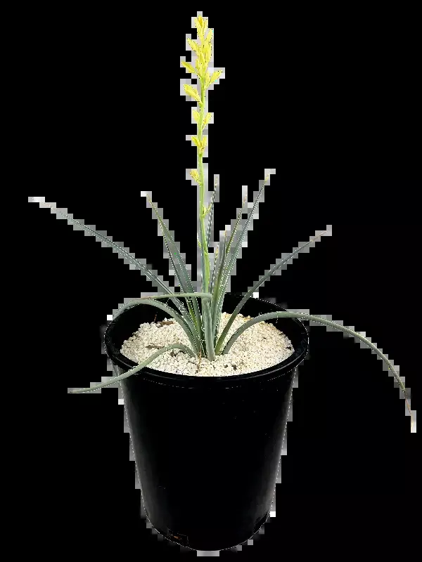 Hesperaloe parviflora ‘Yellow’ – Yellow Yucca