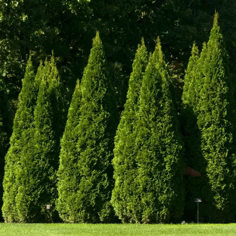 ‘Hetz Wintergreen’ Arborvitae (Thuja)