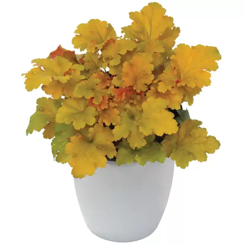 Heuchera ‘Amber Lady’ Coral Bells