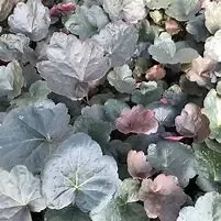 Heuchera ‘Black Olive’ Coral Bells
