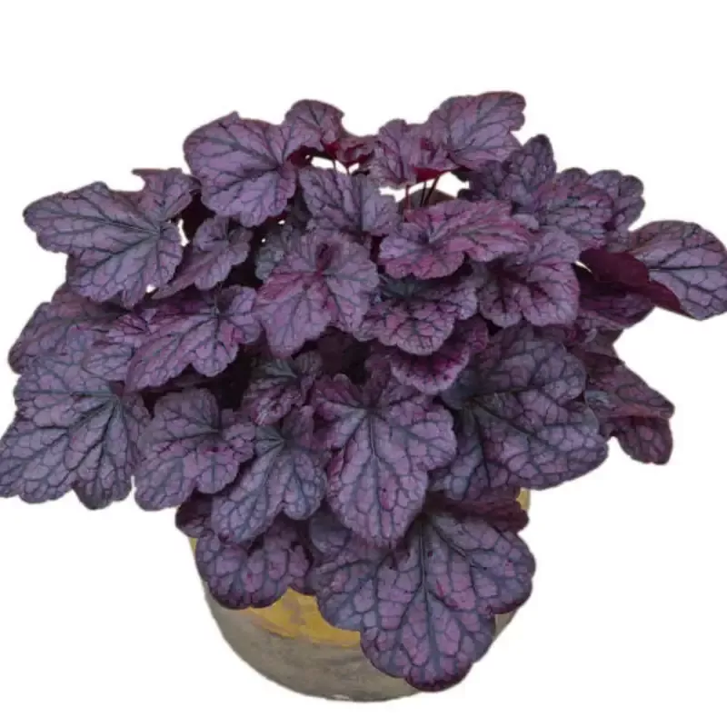Heuchera x villosa Grape