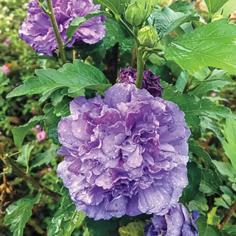 Hibiscus ‘Blueberry Smoothie’