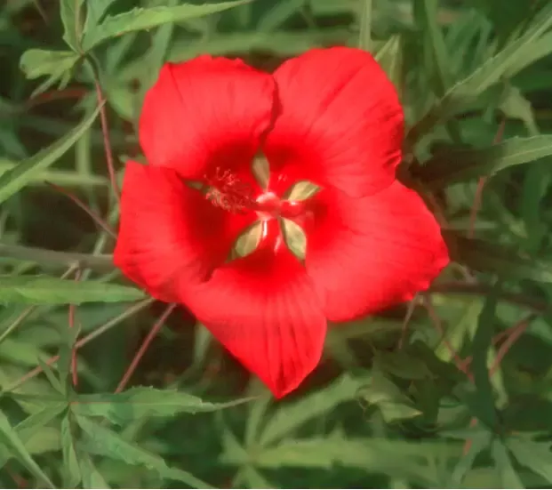 Hibiscus coccineus “Scarlet Rosemallow”