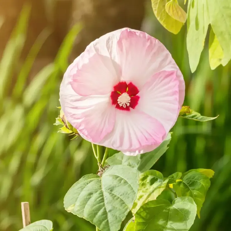 Hibiscus ‘Luna Pink Swirl’