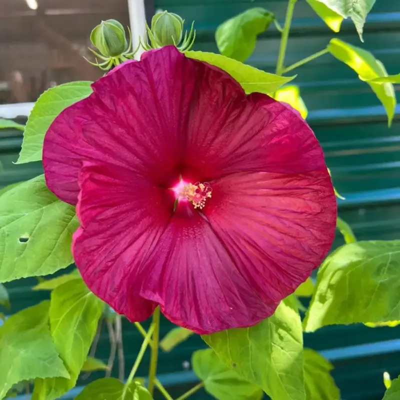 Hibiscus Luna Red