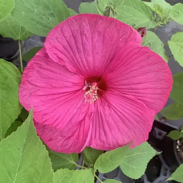 Hibiscus ‘Luna Rose’