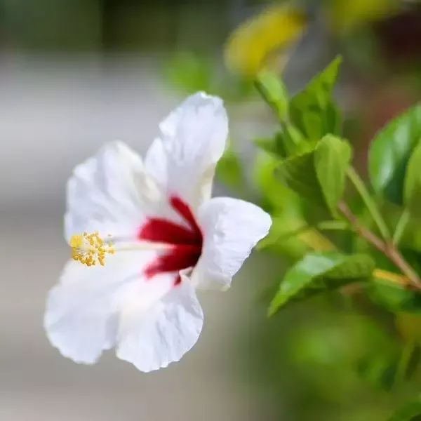Hibiscus ‘Luna White’